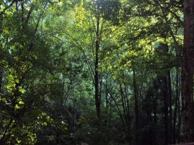 Holiday house Rustic Holiday Home, Ortignano - Environment photo 25