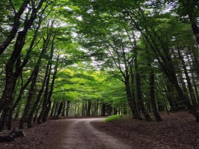 Holiday house Rustic Holiday Home, Ortignano - Environment photo 30