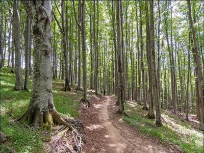 Holiday house Rustic Holiday Home, Ortignano - Environment photo 31