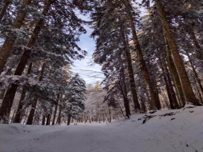 Holiday house Rustic Holiday Home, Ortignano - Environment photo 34