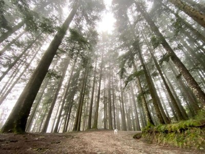 Holiday house Rustic Holiday Home, Ortignano - Environment photo 37