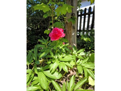 Apartment Gemütliche Ferienwohnung mit 3 Schlafzimmern - Outdoor photo 17