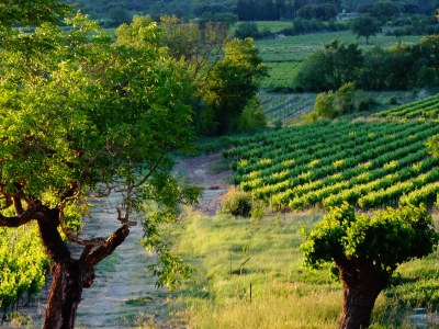 Holiday apartment Domaine de Monteils - Environment photo 30