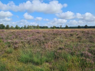 Holiday house Gemütliches Ferienhaus in einer schönen Umgebung. - Environment photo 13