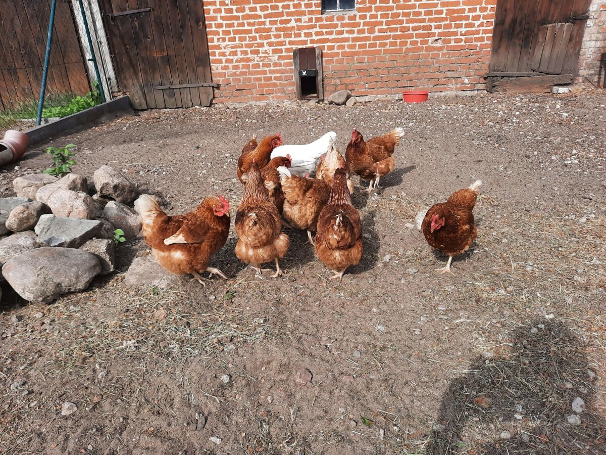 Apartment Haustierfreundliche Ferienwohnung in der Oase am Vilzsee - Outdoor photo 2