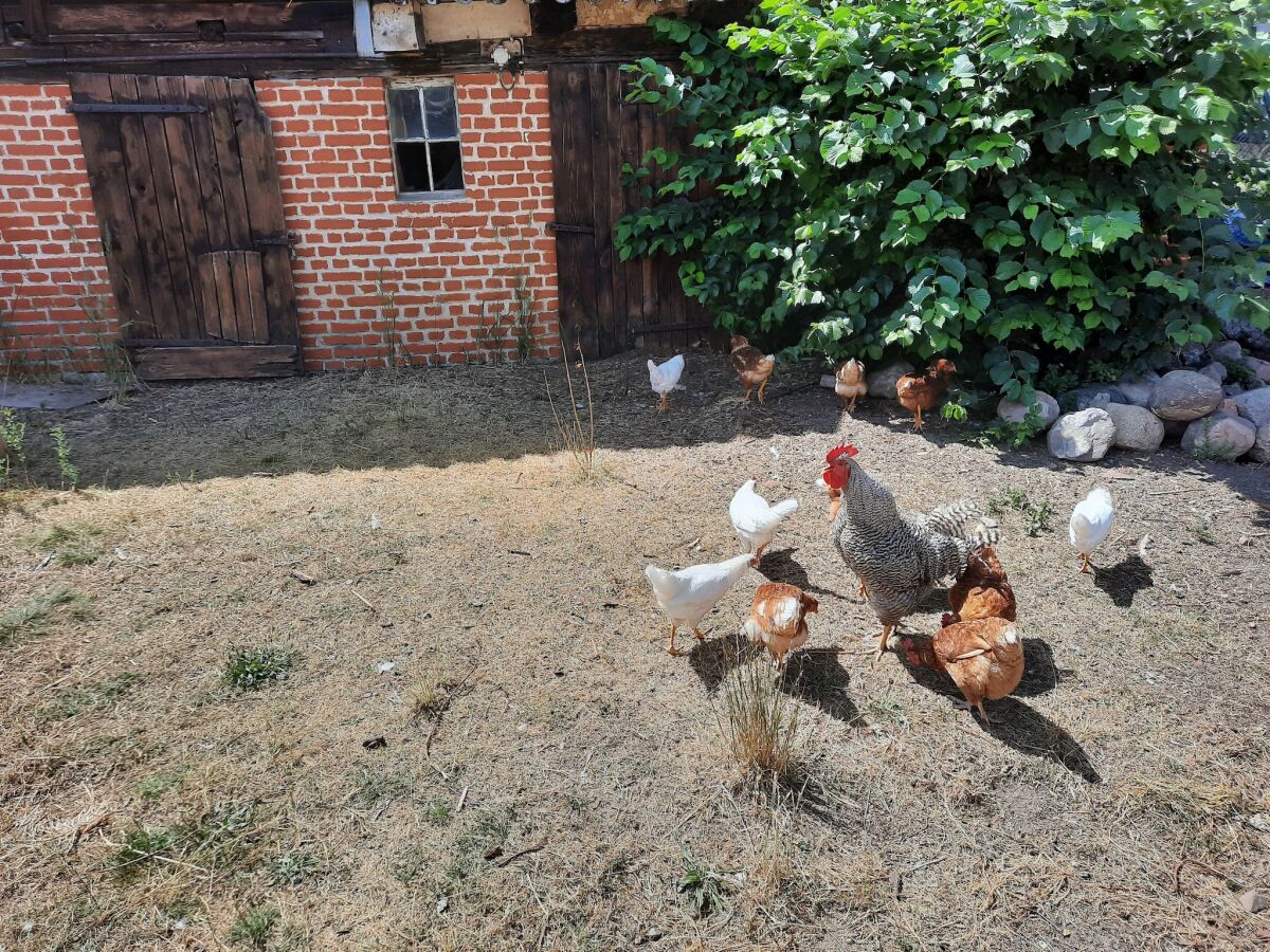 Apartment Haustierfreundliche Ferienwohnung in der Oase am Vilzsee - Outdoor photo 4