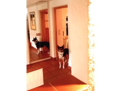 Holiday house Häusl am Hang - Features photo 17