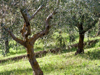 Farmhouse Farmhouse in Giano dell'Umbria - Environment photo 23