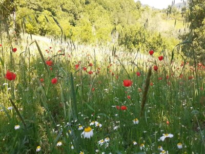Farmhouse Farmhouse in Giano dell'Umbria - Environment photo 34
