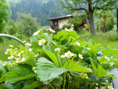 Apartment Appartement Moiklerhof - Outdoor photo 35