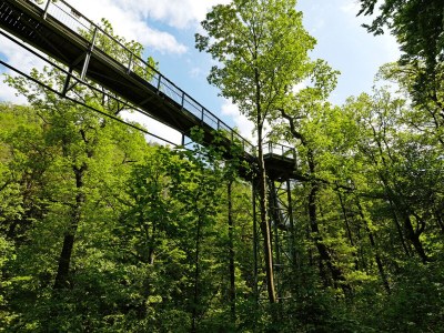 Holiday house Hercynia Lodge - Environment photo 28