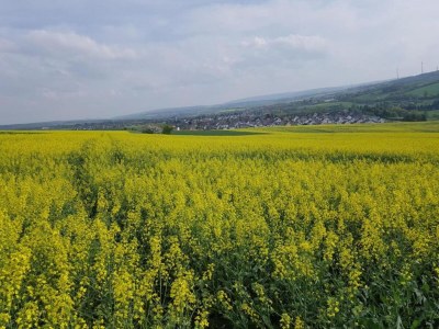 Apartment Maisonette im Taunus mit Terrasse und Wanderwegen - Environment photo 35