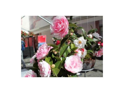 Holiday apartment Del Parco 17 - Outdoor photo 22