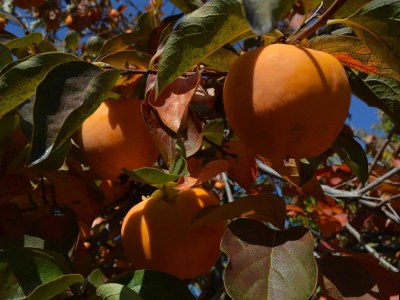 Holiday apartment Tista - Outdoor photo 21