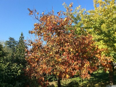 Holiday apartment Tista - Outdoor photo 22