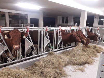 Holiday apartment Stapfgut - Environment photo 23