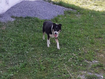 Holiday apartment Stapfgut - Environment photo 34