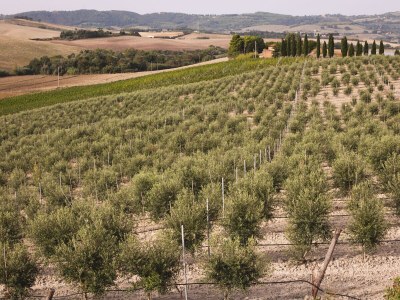 Mobile home Artemisia Dreamscape - Environment photo 17