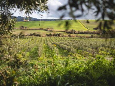 Mobile home Artemisia Dreamscape - Environment photo 27