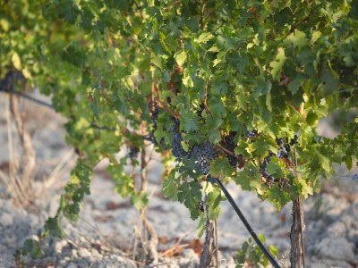 Mobile home Artemisia Dreamscape - Environment photo 28