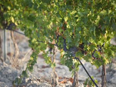 Apartment Michelangelo - Environment photo 26