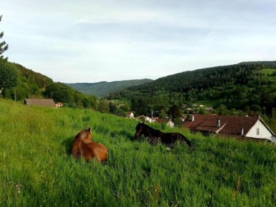 Chalet Chalet in St Maurice near Ballon d'Alsace - Environment photo 37