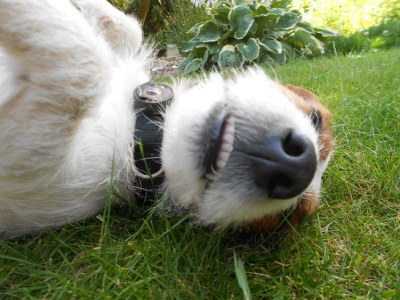 Holiday house Herzogstadt Celle - Outdoor photo 19