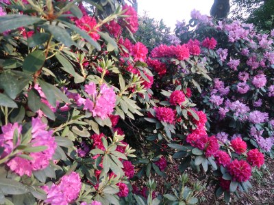 Holiday house Herzogstadt Celle - Environment photo 22