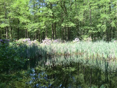 Holiday house Herzogstadt Celle - Environment photo 26