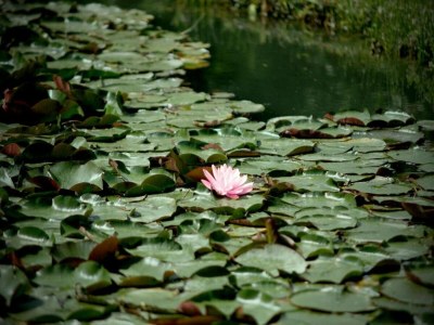 Apartment Holiday Home in Chianti with Pool & Garden - Environment photo 14