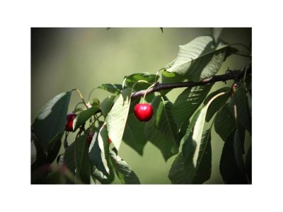 Apartment Holiday Home in Chianti with Pool & Garden - Environment photo 20