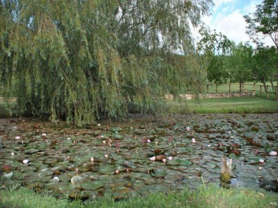 Apartment Holiday Home in Chianti with Pool & Garden - Environment photo 36