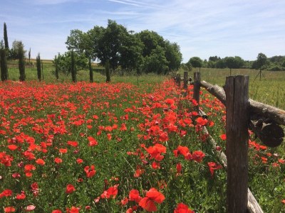 Holiday apartment Casa Del Contadino - Environment photo 22