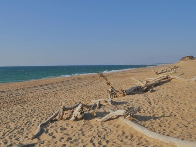 Holiday house Labenne-Océan direkt am Atlantikstrand - Environment photo 17