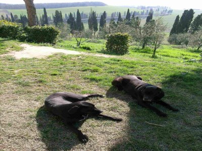 Farmhouse Apartment in Guasticce mit Gemeinschaftspool - Outdoor photo 34