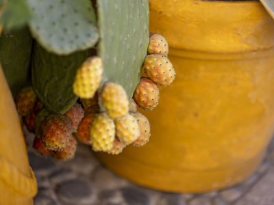 Villa VILLA OLIVE & CHAMPAGNE WITH POOL - Outdoor photo 12