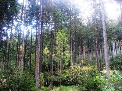 Holiday apartment Haus Heidegarten balcony - Environment photo 19