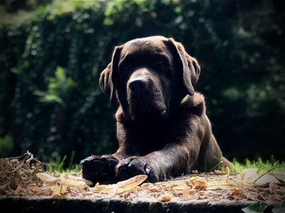 Cottage Maison forestière - Outdoor photo 8