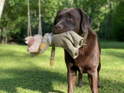 Cottage Maison forestière - Features photo 34