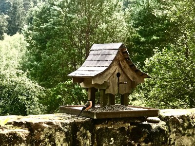Cottage Maison forestière - Features photo 35