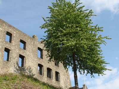 Holiday apartment Eifel Vulkaneifel Ulmen - Environment photo 29