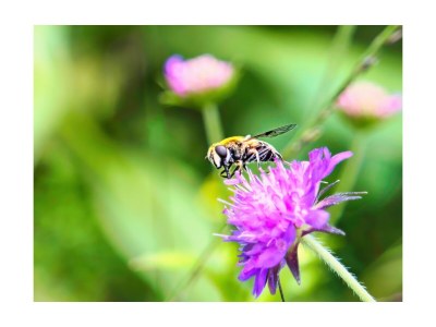 Holiday apartment Höß 3 - Environment photo 26