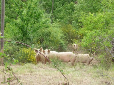Farmhouse Bauernhof in der Toskana mit Pool & Talblick - Environment photo 33