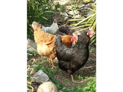 Holiday apartment Country House Apartment - Weingut Linter - Features photo 18