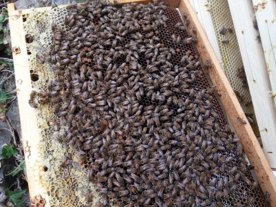 Holiday apartment Country House Apartment - Weingut Linter - Features photo 21