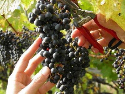 Holiday apartment Country House Apartment - Weingut Linter - Features photo 23