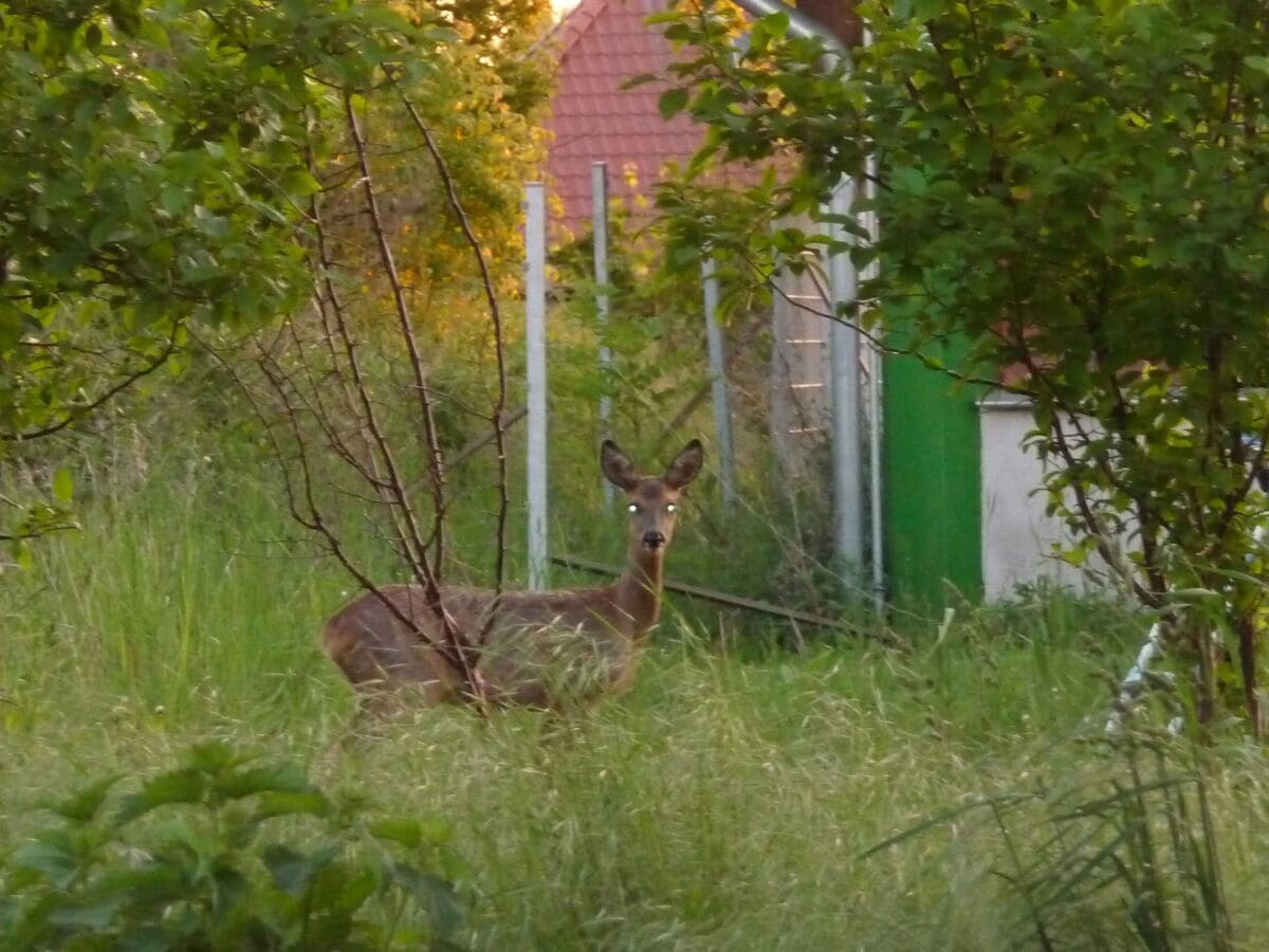 Holiday apartment Ostseebad - Outdoor photo 5
