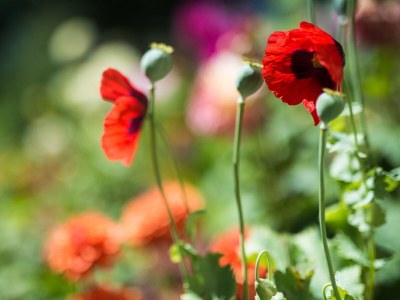 Holiday apartment Ferienwohnung Haus Hug "The small one" - Document photo 42