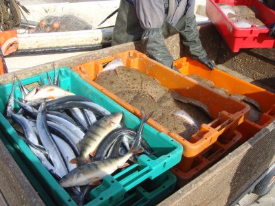 Holiday apartment Villa Strandgut & Ferienhaus Strandperle - Environment photo 15