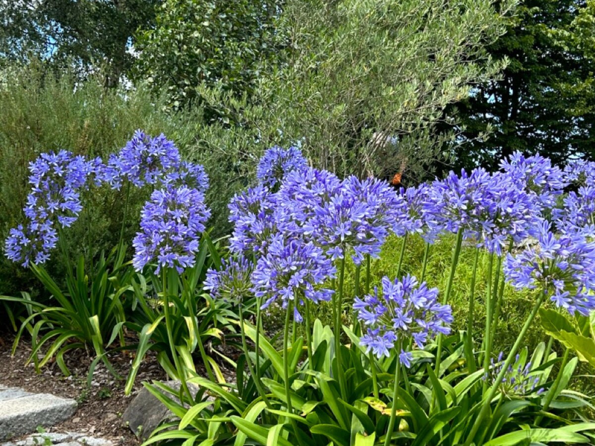Holiday house Le grand cyprès 1 - Outdoor photo 5